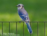 Blue Jay