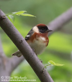 Bay-breasted Warbler