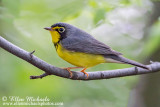 Canada Warbler