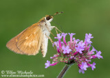 Broad-winged Skipper