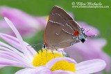 White-M Hairstreak