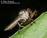 Robber Fly with Prey