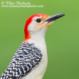 Red-bellied Woodpecker