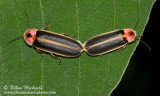 Firefly or Lightning Bug (mating)