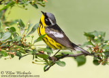 Magnolia Warbler