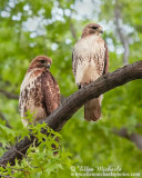 Red-tailed Hawk (pair)