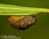 Lily Leaf Beetle Larva