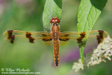 Dragonflies in Central Park
