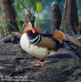 Mandarin Duck