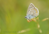 Icarusblauwtje - Common Blue Accepted - Polyommatus icarus