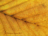 Beuk - European Beech - Fagus sylvatica