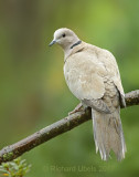 Turkse Tortel - Eurasian Collared Dove - Streptopelia decaocto