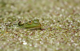Groene kikker onbekend - Pelophylax spec. - Green Frog spec.