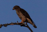 Broad WingedHawk Adult Female
