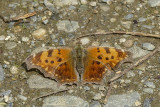 Polygone(sp) - Comma(sp) - Nymphalids