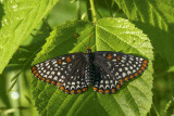 Baltimore - Baltimore checkerspot - Euphydryas phaeton - Nymphalids - (4516)