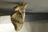 Polyphne dAmrique - Polyphemus moth - Antheraea polyphemus - Saturnids (7757)
