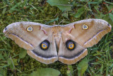 Polyphne dAmrique - Polyphemus moth - Antheraea polyphemus - Saturnids (7757)