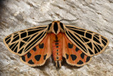 Apantèse vierge - Virgin Tiger Moth - Grammia virgo (8197)