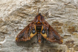 Sphinx myope - Small-eyed Sphinx - Paonias myops (7825)