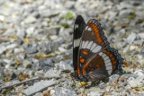 Amiral blanc - White Admiral - Limenitis arthemis - Nymphalids - (4522) 