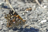 Belle dame - Painted lady - Vanessa cardui - Nymphalids -  (4435) 