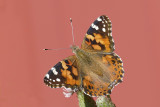 Belle dame - Painted lady - Vanessa cardui - Nymphalids -  (4435) 