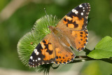 Belle dame - Painted lady - Vanessa cardui - Nymphalids -  (4435) 