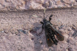 Virginia Creeper Clearwing - Albuna fraxini