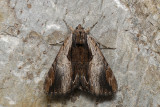 Likene du prunier - Ultronia Underwing - Catocala ultronia - Erebids - (8857)