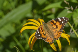 Belle dame - Painted lady - Vanessa cardui - Nymphalids -  (4435) 