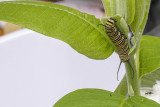Chenille du Monarque - Monarch caterpillar