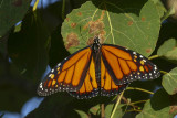 Monarque - Monarch - Danaus plexippus - Nymphalids -  (4614) 