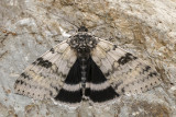 Likne blanche - White Underwing - Catocala relicta - Erebids - (8803-1) 