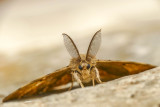 La spongieuse - Gypsy Moth - Lymantria dispar (8318)