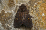 Doubtful Apamea - Apamea dubitans (9367)