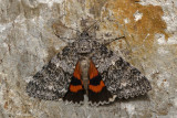 Likenée semirelecta - semirelect underwing - Catocala semirelicta (8821)
