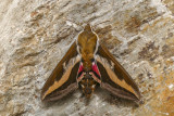 Sphinx du gaillet - Galium Sphinx - Hyles gallii (7893)