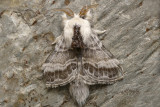 Lasiocampe à épaulettes - Large Tolype Moth - Tolype velleda (7670)