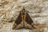 Bomolocha baltimoralis - Baltimore Hypena  - Hypena baltimoralis - Erebids - (8442)