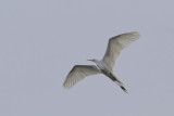 Grande Aigrette - Great egret - Ardea alba - Ardids