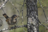 Bruant de Lincoln - Lincolns sparrow - Melospiza lincolnii - Embrizids