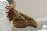 Polyphne dAmrique - Polyphemus moth - Antheraea polyphemus - Saturnids (7757) 