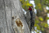 Pic macul - Yellow-bellied sapsucker - Sphyrapicus varius - Picids