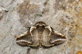 Lettered Habrosyne - Habrosyne scripta (6235)