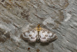 Small Magpie Moth - Anania hortulata (4952)