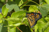 Monarque - Monarch - Danaus plexippus (4614)