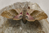 Sphinx du peuplier - Modest Sphinx - Pachysphinx modesta (7828)