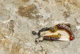 Belle nymphe des bois - Beautiful Wood-Nymph - Eudryas grata - Noctuids - (9301)