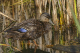 Canard noir - Black duck - Anas rubripes - Anatids
